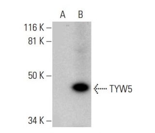 TYW5 Antibody (G-9) - Western Blotting - Image 289020