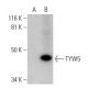 TYW5 Antibody (G-9) - Western Blotting - Image 289020