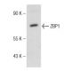 ZBP1 (H-300): sc-67259. Western blot analysis of ZBP1 expression in U-937 whole cell lysate.