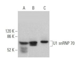 western blotting image from recommended U1 snRNP 70 (C-3) monoclonal antibody replacement. Image 373590
