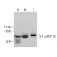 western blotting image from recommended U1 snRNP 70 (C-3) monoclonal antibody replacement. Image 373590