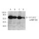 U11/U12 snRNP 65K Antibody (H-5) - Western Blotting - Image 333448 