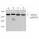 U11/U12 snRNP 65K Antibody (H-5) - Western Blotting - Image 370063 