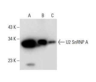 U2 SnRNP A Antibody (B-3) - Western Blotting - Image 297965