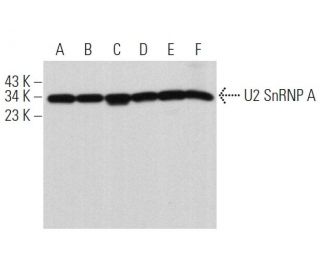 U2 SnRNP A Antibody (B-3) - Western Blotting - Image 366160
