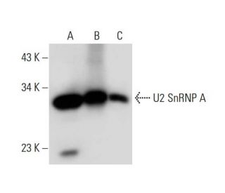 U2 SnRNP A Antibody (B-6) - Western Blotting - Image 297964 