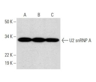 U2 snRNP A Antibody (E-12) - Western Blotting - Image 289877 