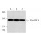 U2 snRNP A Antibody (E-12) - Western Blotting - Image 289877 