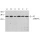 U2 snRNP A Antibody (E-12) - Western Blotting - Image 382610