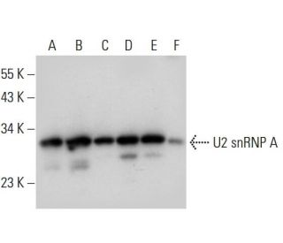 U2 snRNP A Antibody (G-2) - Western Blotting - Image 309751 