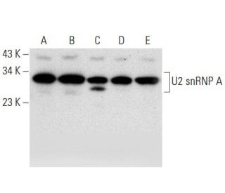 U2 snRNP A Antibody (H-7) - Western Blotting - Image 309558 