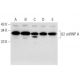U2 snRNP A Antibody (H-7) - Western Blotting - Image 309558 