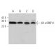 U2 snRNP A Antibody (H-7) - Western Blotting - Image 366156