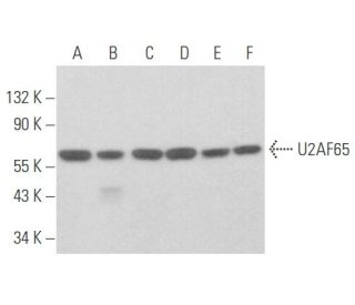U2AF65 Antibody (C-8) - Western Blotting - Image 356042 
