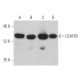 This polyclonal antibody has been discontinued. See our recommended <a href="u2af65-antibody-mc3">U2AF65 (MC3)</a> monoclonal antibody (sample data shown). western blotting image from recommended U2AF65 (MC3) monoclonal antibody replacement. Image 360292
