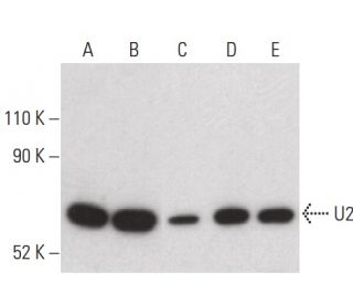 U2AF65 Antibody (D-8) - Western Blotting - Image 400384 