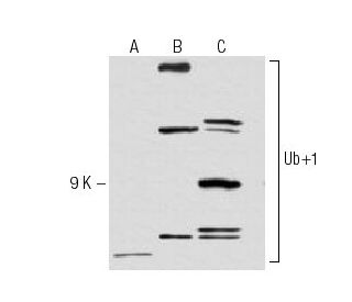 Ub+1 Antibody (40B3) - Western Blotting - Image 62862