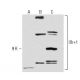 Ub+1 Antibody (40B3) - Western Blotting - Image 62862