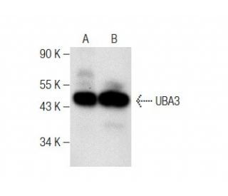 UBA3 Antibody (B-10) - Western Blotting - Image 283644 
