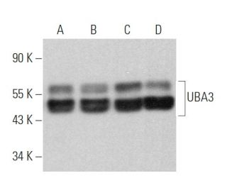 UBA3 Antibody (B-10) - Western Blotting - Image 367453