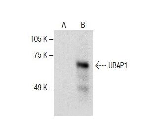 UBAP1 Antibody (D-8) - Western Blotting - Image 287662