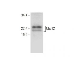 Ubc12 Antibody (A-6) - Western Blotting - Image 297992