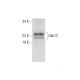 Ubc12 Antibody (A-6) - Western Blotting - Image 297992