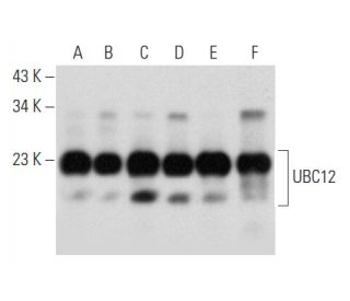 UBC12 Antibody (D-4) - Western Blotting - Image 357347 