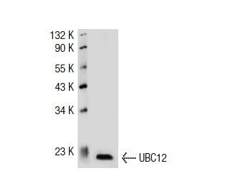 UBC12 Antibody (L-34) - Western Blotting - Image 35081 