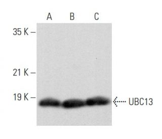 UBC13 Antibody (F-10) - Western Blotting - Image 356855