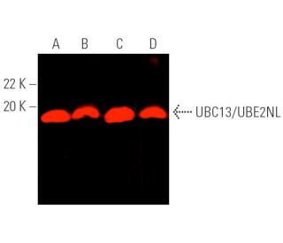 UBC13/UBE2NL Antibody (C-9) - Western Blotting - Image 390002 