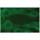 UBC8 Antibody (E-5) - Immunofluorescence - Image 114153 