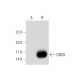 UBC8 Antibody (E-5) - Western Blotting - Image 70425