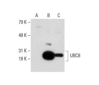 UBC8 Antibody (E-5) - Western Blotting - Image 127768 