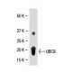 UBC9 Antibody (67AT1273.95.90) - Western Blotting - Image 37870 