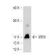 UBC9 Antibody (67AT1273.95.90) - Western Blotting - Image 52398