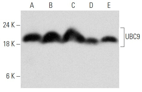 ubc9-antibody-c-12-western-