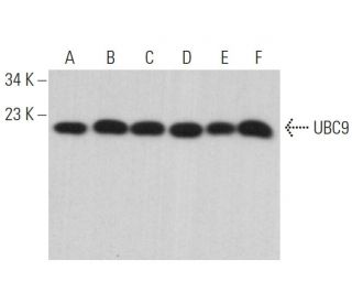 UBC9 Antibody (C-12) - Western Blotting - Image 379392 