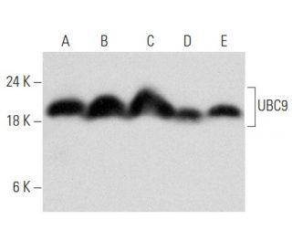 western blotting image from recommended UBC9 (C-12) monoclonal antibody replacement. Image 354378