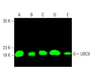 UBC9 Antibody (C-12) - Western Blotting - Image 378803