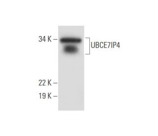 UBCE7IP4 Antibody (F-2) - Western Blotting - Image 295823
