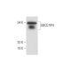 UBCE7IP4 Antibody (F-2) - Western Blotting - Image 295823