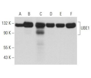 UBE1 Antibody (2G2) - Western Blotting - Image 357757 