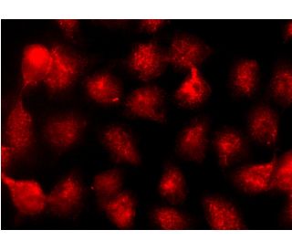 UBE1 Antibody (B-5) - Immunofluorescence - Image 145161 