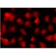 UBE1 Antibody (B-5) - Immunofluorescence - Image 145161 