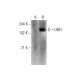 UBE1 Antibody (B-5) - Western Blotting - Image 137516 
