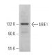 UBE1 Antibody (B-5) - Western Blotting - Image 362809