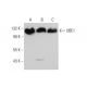 UBE1 Antibody (D-8) - Western Blotting - Image 346446