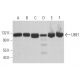 UBE1 Antibody (D-8) - Western Blotting - Image 365174 
