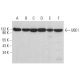 UBE1 Antibody (D-8) - Western Blotting - Image 382099 